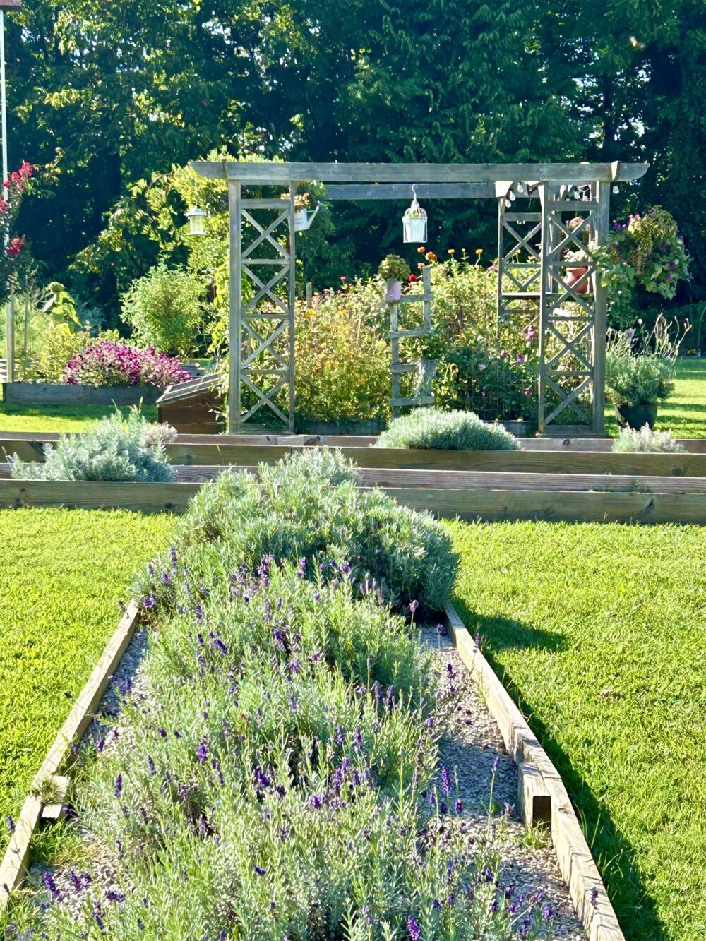 Lavender on K&S Farm