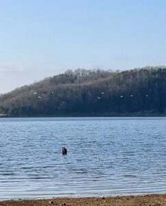 Birds flying away from the island cemetery